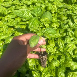 Basil Seedlings