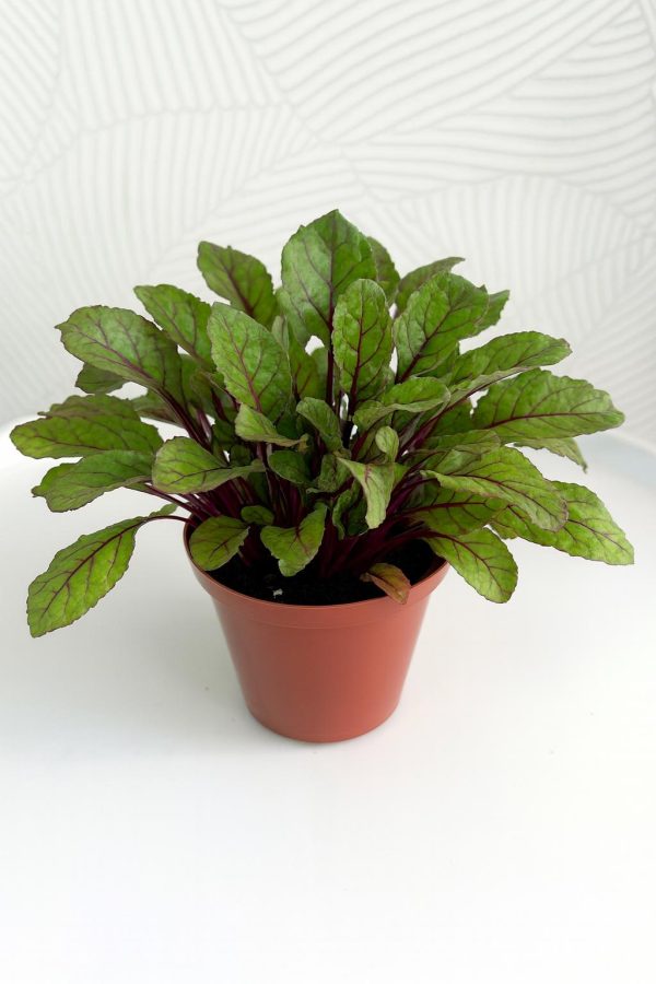 Beetroot Blooms - Roodeplaat Agri Hub