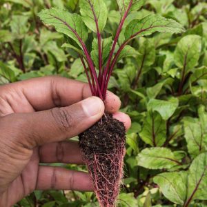 Beetroot Seedlings