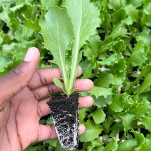 Lettuce Seedlings