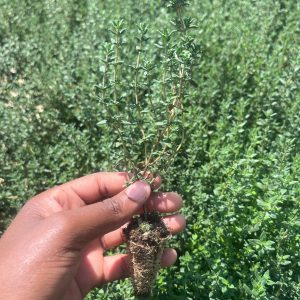 Thyme Seedlings