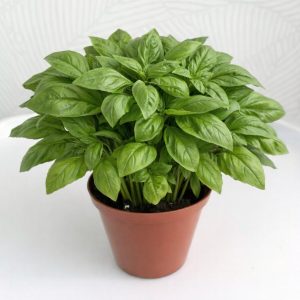 Basil Blooms