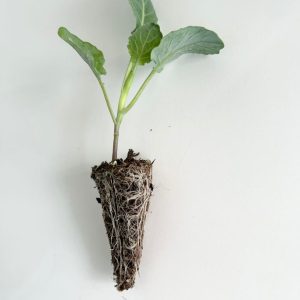Cabbage Seedlings