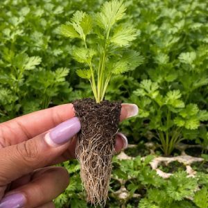 Coriander Seedlings