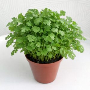 Coriander Blooms