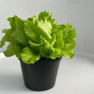 Lettuce Blooms