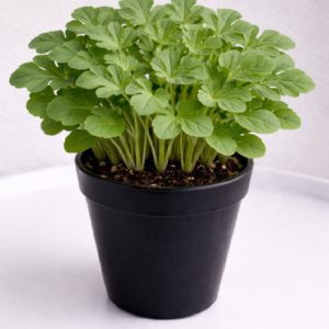 All Sweet Watermelon Blooms