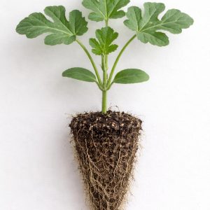 All Sweet Watermelon Seedlings