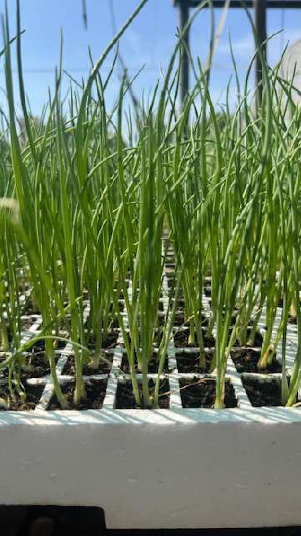 Onion Seedlings